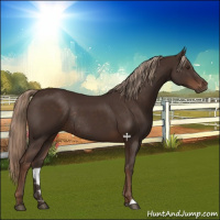 Horse Color:Liver Chestnut Rabicano 