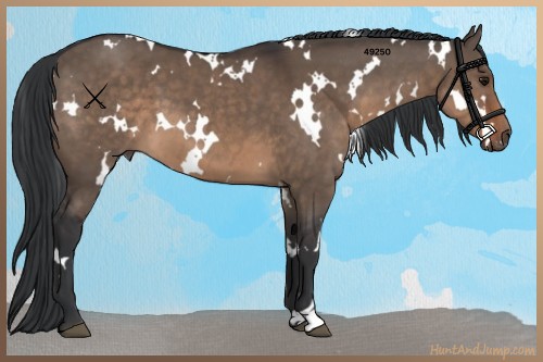 Horse Color:White Spotted Brown Dun 