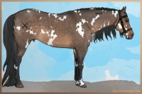 Horse Color:White Spotted Brown Dun 