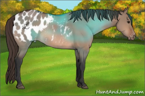 Horse Color:Bay Dun Sabino Appaloosa Rabicano 