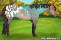 Horse Color:Bay Dun Sabino Appaloosa Rabicano 