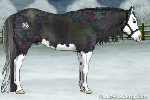Horse Color:Midnight Blue Ice Roan Splash 