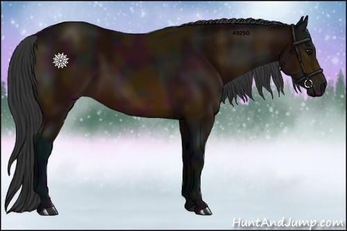 Horse Color:Midnight Bay 