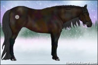Horse Color:Midnight Bay 