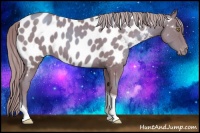 Horse Color:Gold Champagne Tobiano Appaloosa 