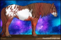 Horse Color:Chestnut Frame Appaloosa 