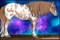 Horse Color:White Spotted Gold Champagne Splash Appaloosa 