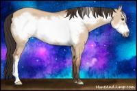 Horse Color:Bay Dun Frame 