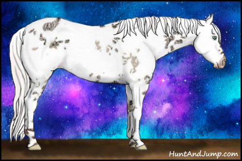 Horse Color:White Spotted Silver Classic Champagne Ice Dun Appaloosa Rabicano 