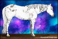 Horse Color:White Spotted Silver Classic Champagne Ice Dun Appaloosa Rabicano 
