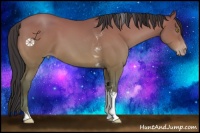 Horse Color:Sable Champagne Tobiano