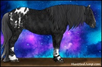 Horse Color:White Spotted Black Ice Appaloosa 