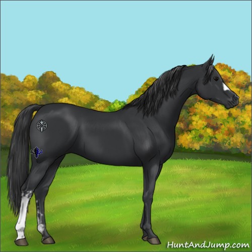 Horse Color:Black  and Black 