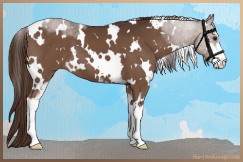 Horse Color:White Spotted Liver Chestnut Sabino 