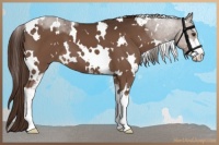 Horse Color:White Spotted Liver Chestnut Sabino 