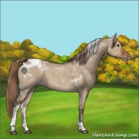 Horse Color:Liver Red Dun Tobiano Frame Rabicano