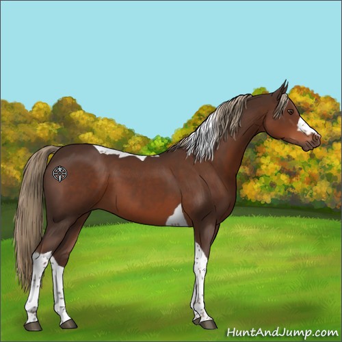 Horse Color:Liver Chestnut Tobiano 