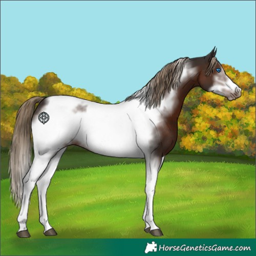 Horse Color:Liver Chestnut Tobiano Frame Rabicano