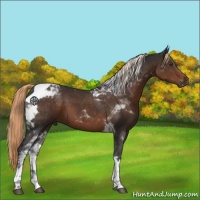 Horse Color:Liver Chestnut Tobiano