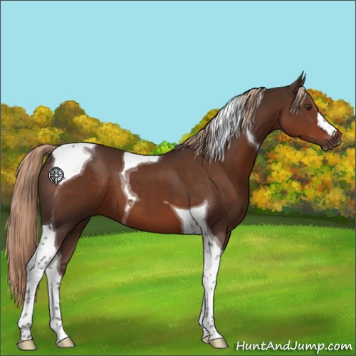 Horse Color:Liver Chestnut Tobiano 