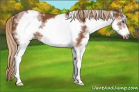 Horse Color:White Spotted Chestnut Sabino Frame 