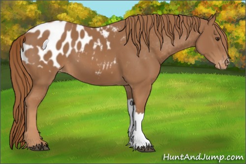 Horse Color:Chestnut Appaloosa 
