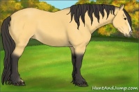 Horse Color:Buckskin 