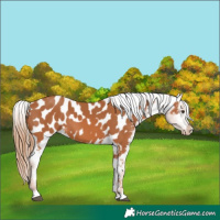 Horse Color:Chestnut Appaloosa