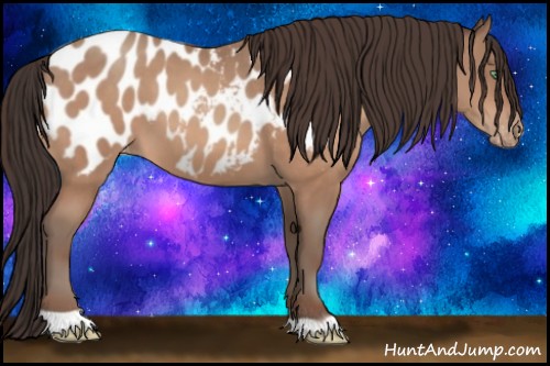 Horse Color:Sable Champagne Appaloosa 