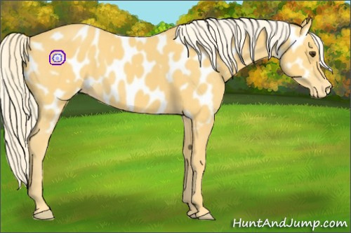 Horse Color:Palomino Appaloosa 