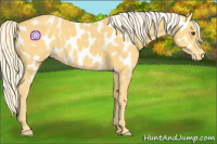 Horse Color:Palomino Appaloosa 