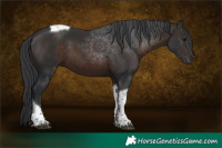 Horse Color:Brown Tobiano 