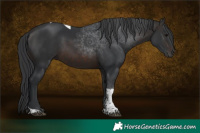 Horse Color:Brown Tobiano 