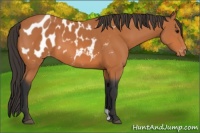 Horse Color:Bay Appaloosa 
