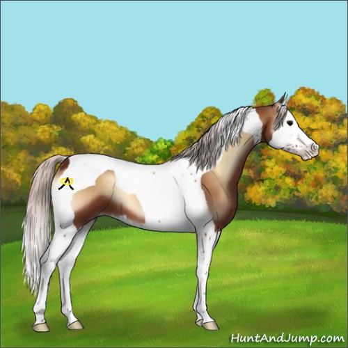 Horse Color:Silver Bay Onyx Splash Tobiano 