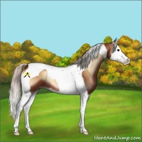 Horse Color:Silver Bay Onyx Splash Tobiano 