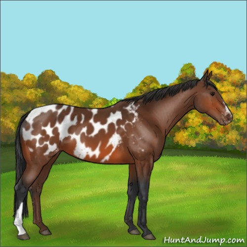 Horse Color:Bay Appaloosa 