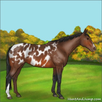 Horse Color:Bay Appaloosa 