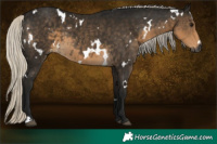 Horse Color:Gray White Spotted Silver Smoky Black 