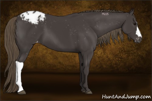 Horse Color:Smoky Black Appaloosa 