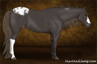 Horse Color:Smoky Black Appaloosa 
