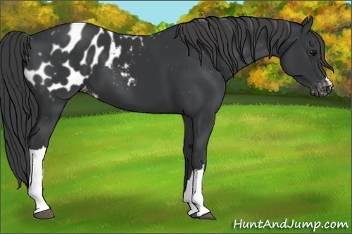 Horse Color:Black Appaloosa 
