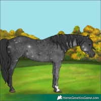 Horse Color:Black 