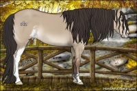Horse Color:Bay Dun Sabino 