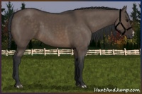 Horse Color:Brown Dun 