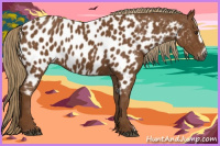 Horse Color:Gray Chestnut Frame Appaloosa 