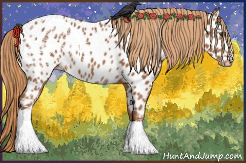 Horse Color:Chestnut Appaloosa