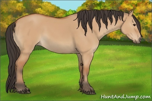 Horse Color:Bay Dun