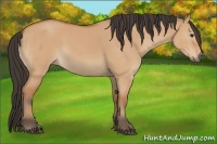 Horse Color:Bay Dun