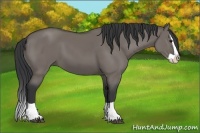 Horse Color:Grullo Splash